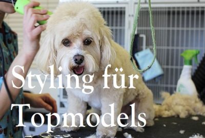 styling_hunde